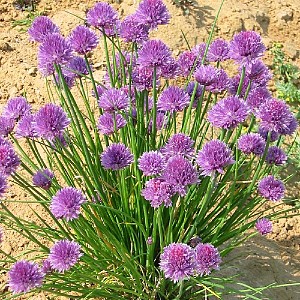 Foto van de desbetreffende plant